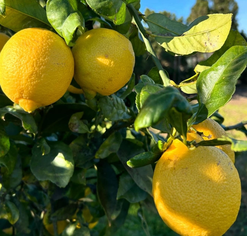 Limón