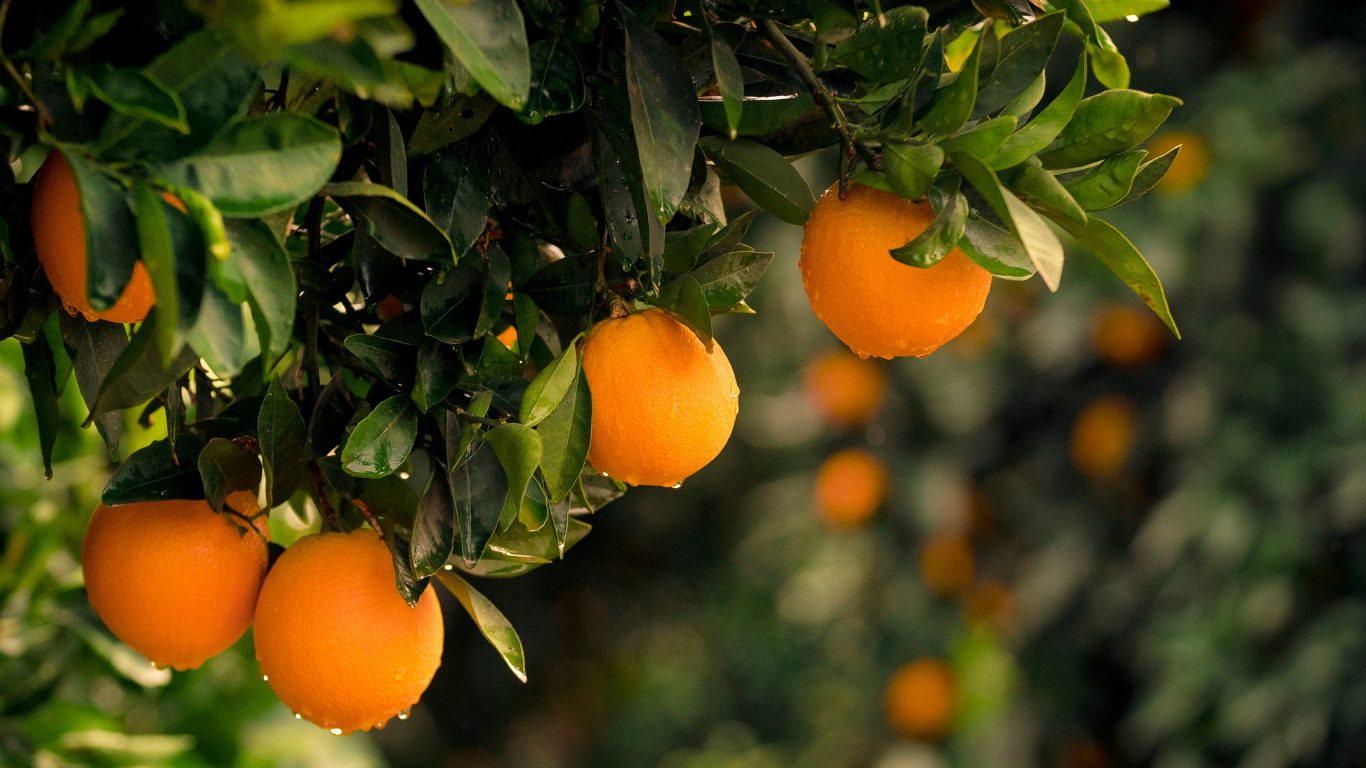 Naranjas madurando en el árbol