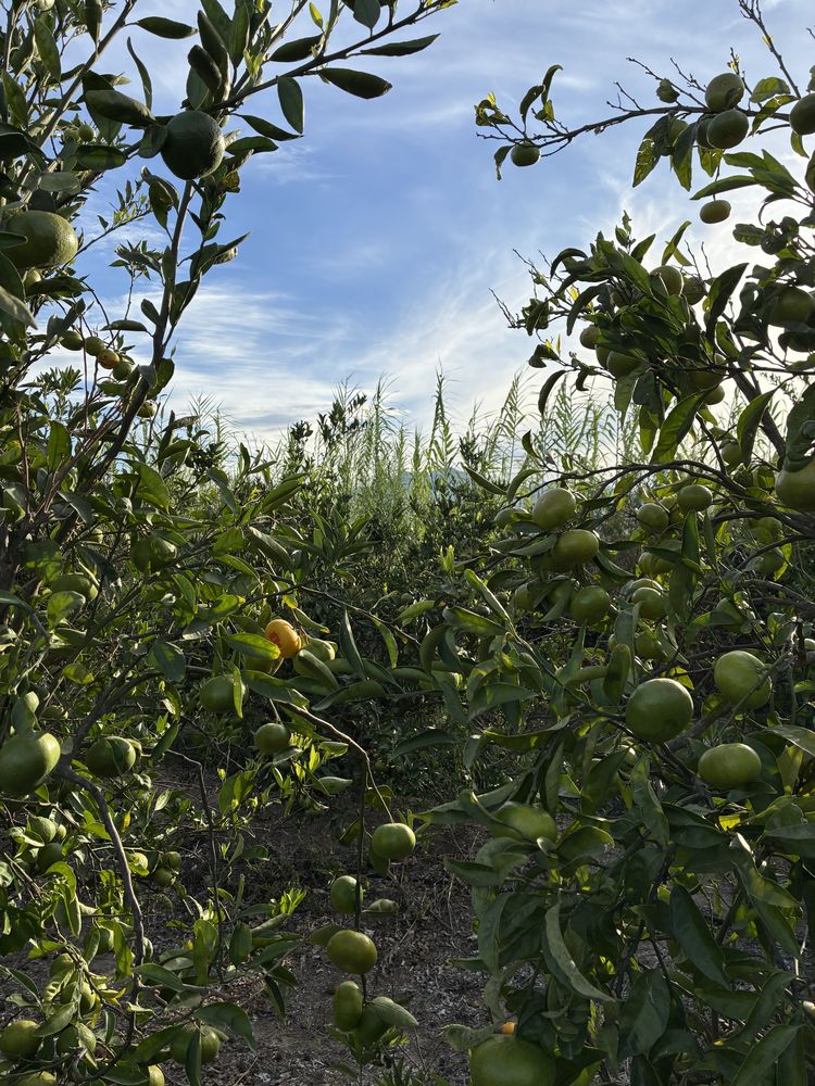 Naranja de Pueblo · el campo