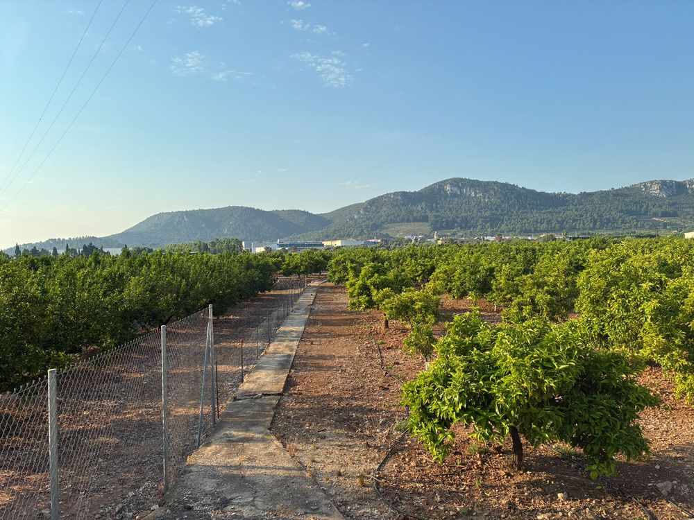 Naranja de Pueblo · el campo