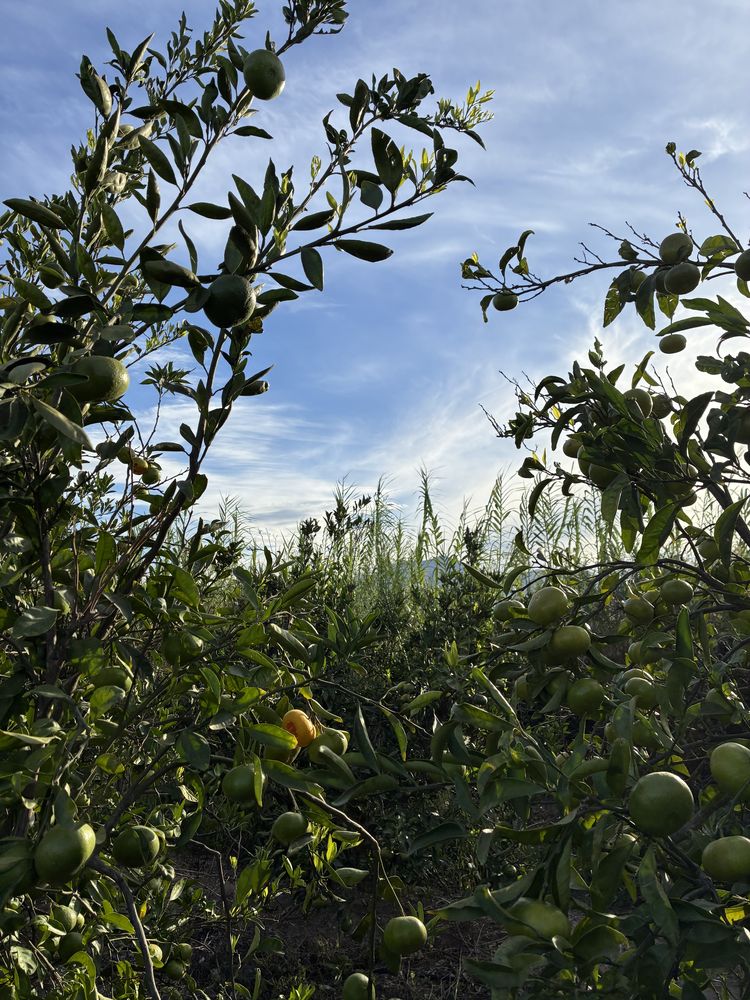 Naranja de Pueblo · el campo