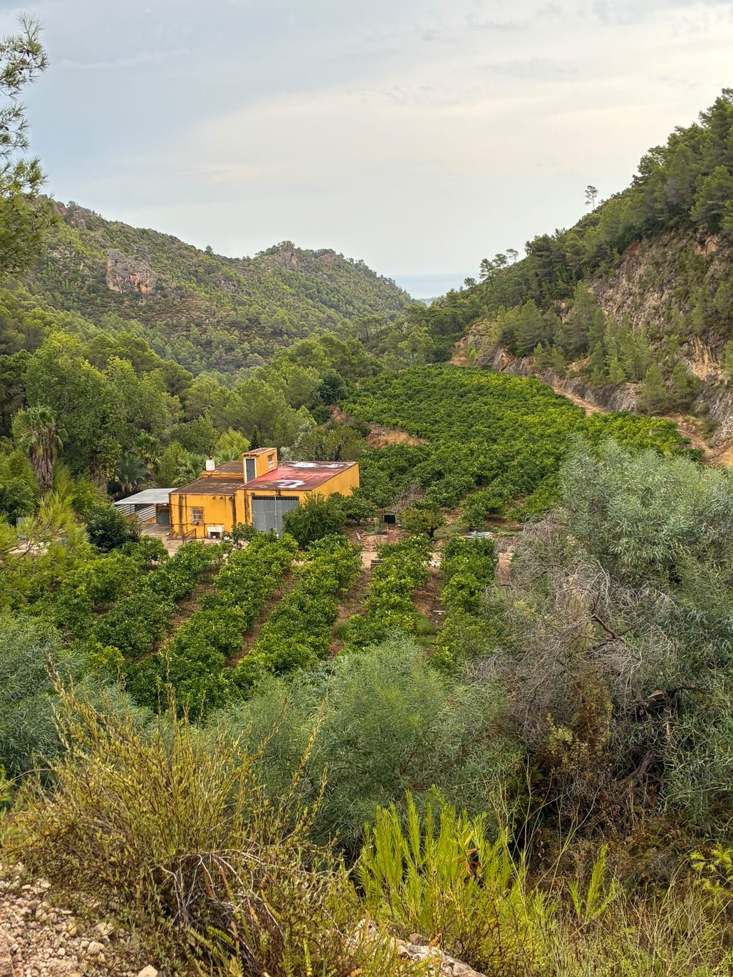 La finca de Naranja de Pueblo en un valle de La Safor